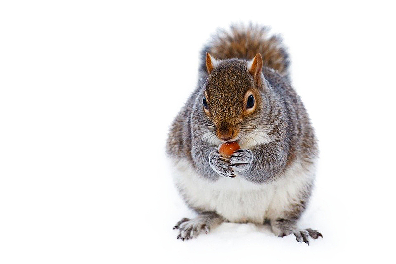 冬天雪地里吃坚果的松鼠