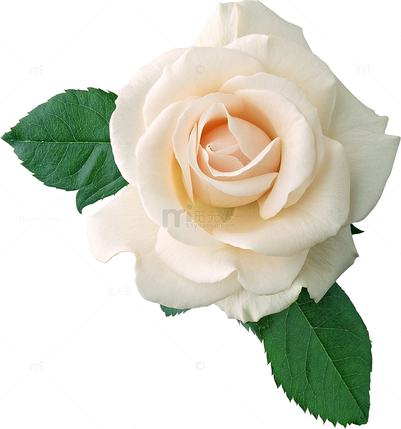 白玫瑰小清晰PNG图像