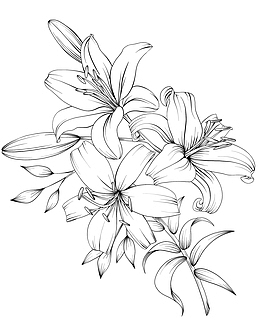 手绘花线描黑白