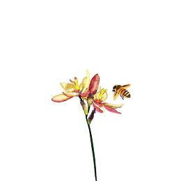 中国风水墨鲜花和蜜蜂意境24节气元素