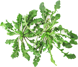 新鲜的野生荠菜