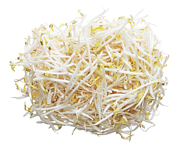 新鲜的绿豆芽一堆
