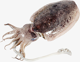 墨鱼素材_墨鱼png图片下载_觅元素