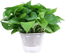 一盆嫩绿的绿萝特写