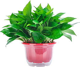 一盆嫩绿的绿萝特写镜头