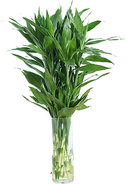 一把嫩绿的富贵竹