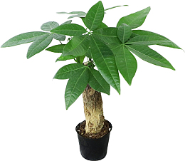 一颗漂亮的发财树