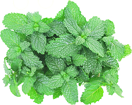 新鲜嫩绿的薄荷叶