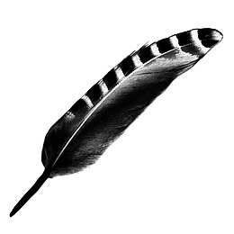 个性鸟羽黑白羽毛