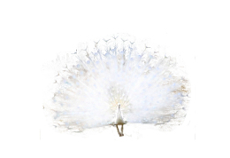 白孔雀  鸟  孔雀