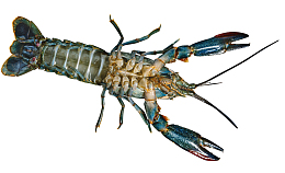 龙虾海鲜生鲜澳洲小龙虾蓝龙虾