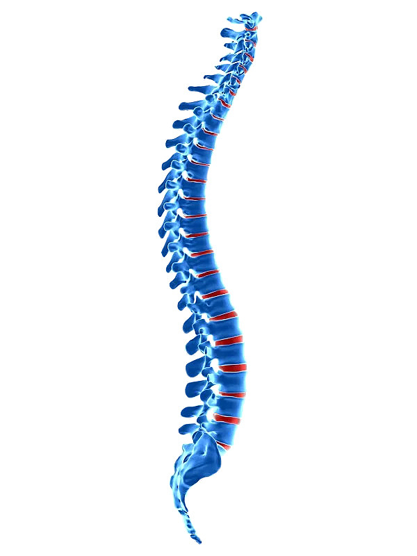 脊椎疼痛脊柱骨