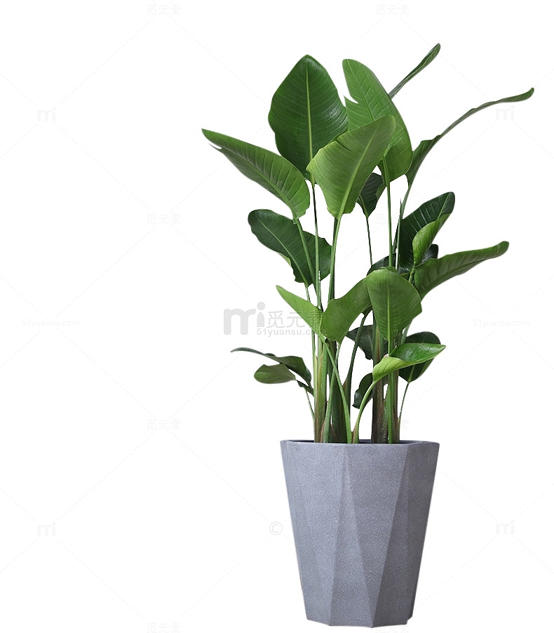 绿色植物的灰色水泥花盆