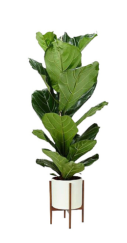 绿色植物和金属花盆