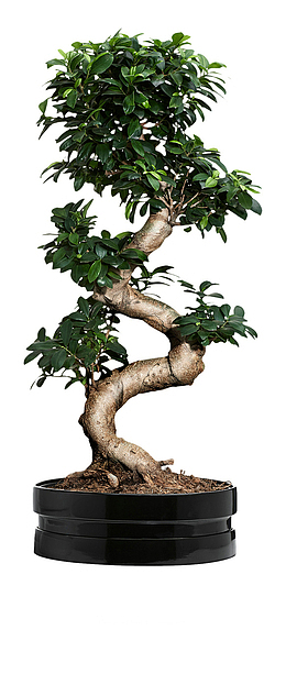 一看就觉得长得很富贵的发财树