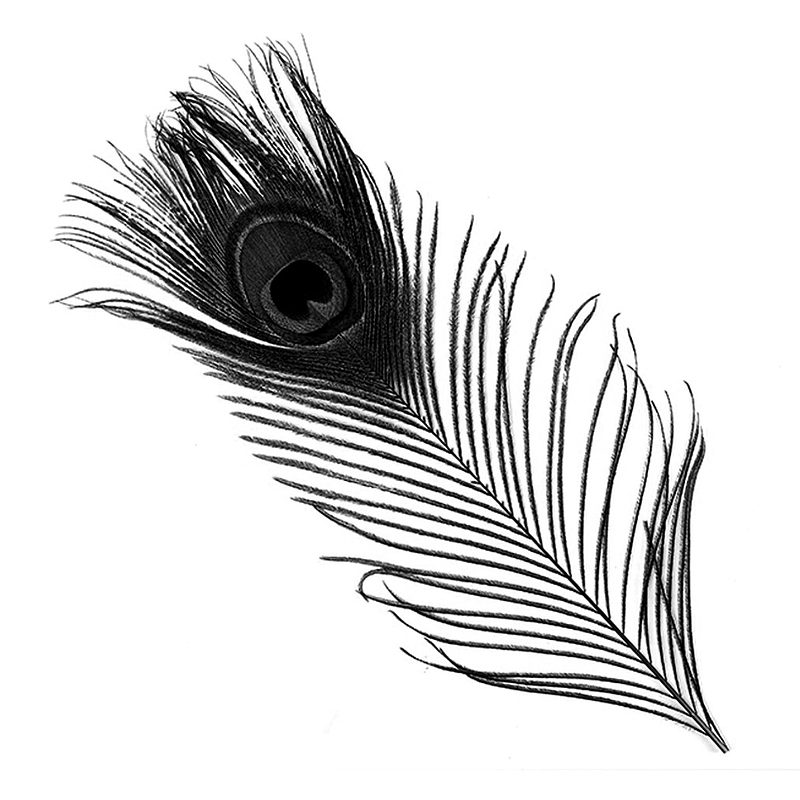 黑色孔雀羽毛半绒羽