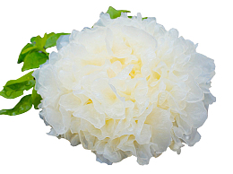 银耳雪耳（透明）