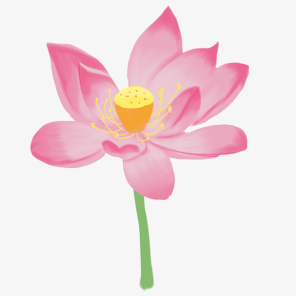 漂亮可爱的荷花元素