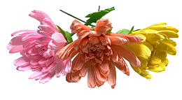 手工菊花皱纹纸