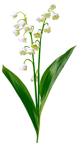 一支白色兰铃花