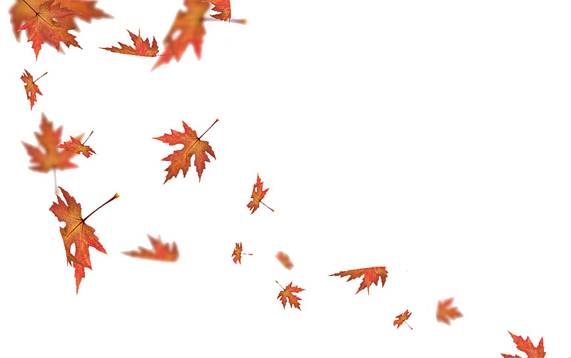 秋天的怀念落叶