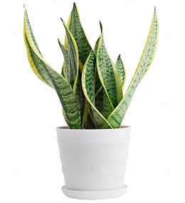 虎尾兰盆栽 室内绿色盆栽