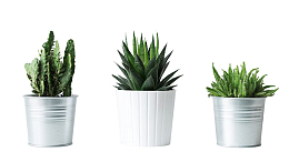 仙人掌芦荟室内绿色植物盆栽