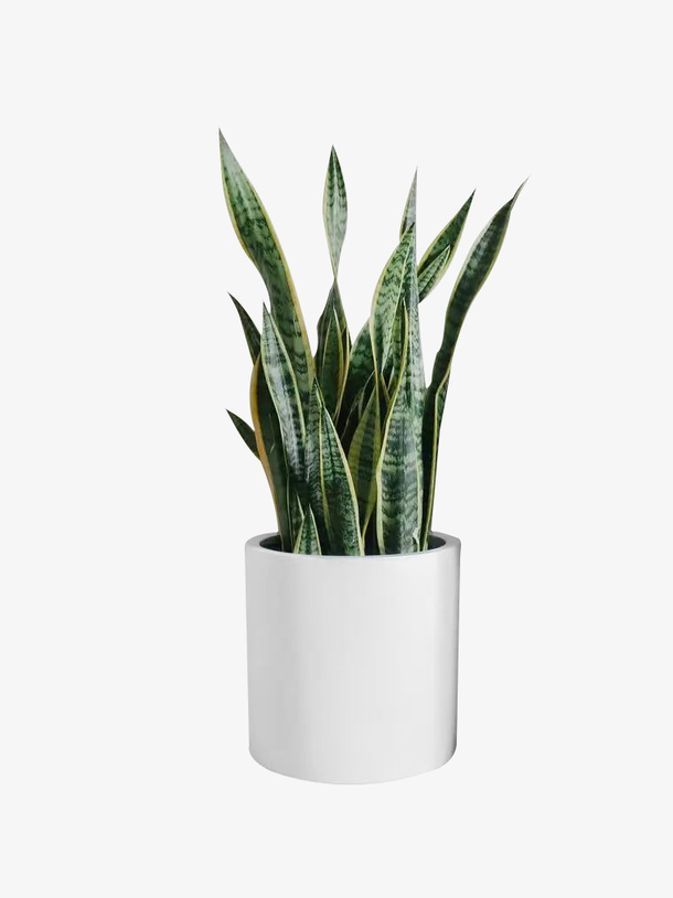 室内植物绿色虎尾兰盆栽素材免费下载_觅元素