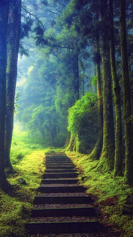 原始森林风景png化妆品梦幻深绿色电商海报背景psdjpg森林丛林景观jpg