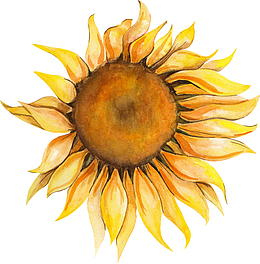 水彩向日葵单个花朵素材