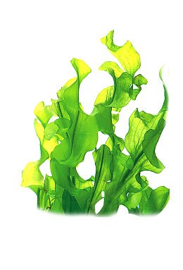 海藻高清透明背景