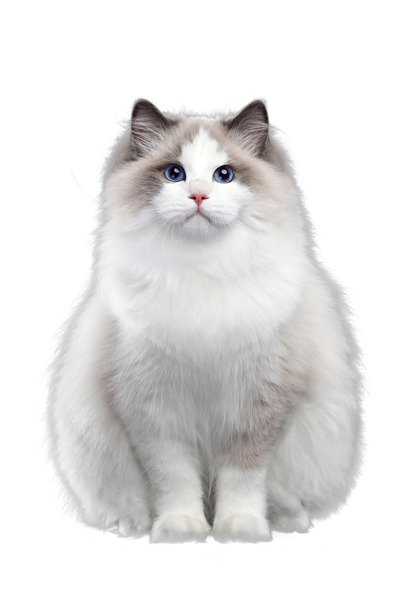 一颗可爱的白猫咪