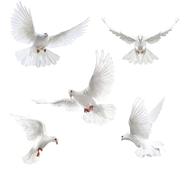 飞行的鸽子素材