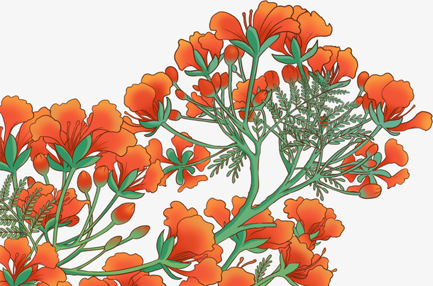 金凤花国风手绘