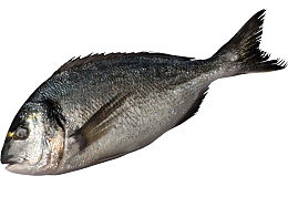 一直有理想的咸鱼