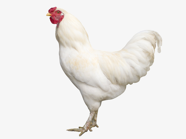 鸡动物白色鸡子公鸡