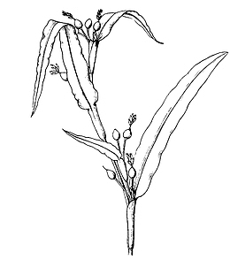 薏仁手绘素描