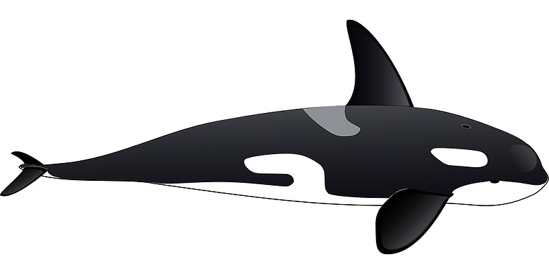 漂亮的黑色鲸鱼