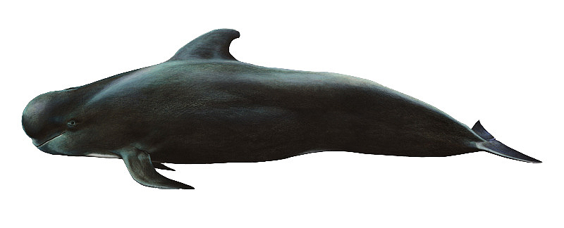 一只黑色鲸鱼