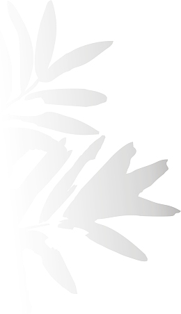 植物 投影 光影