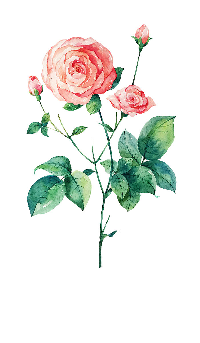 情人节爱心玫瑰素材水彩