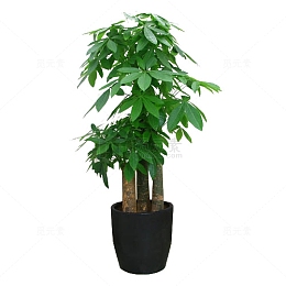 发财树 步步高 绿植 盆栽