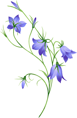 紫色的牵牛花素材