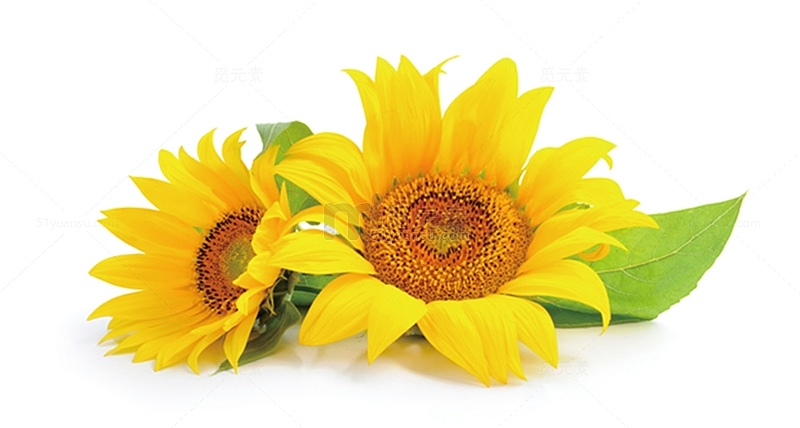 金葵花向日葵黄色花朵高清图