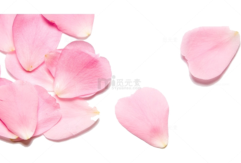粉色PNG玫瑰花花瓣