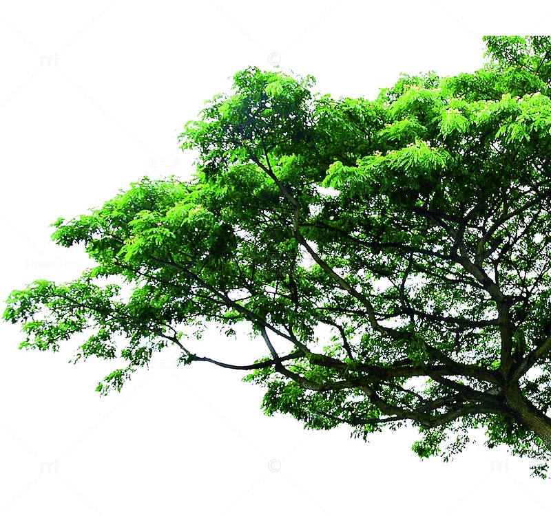大树图片绿叶素材