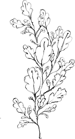 水墨植物元素15