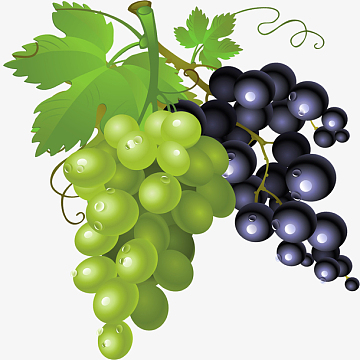手绘新鲜葡萄矢量素材图