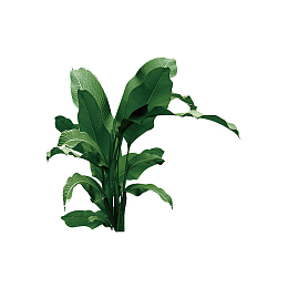 大绿叶植物素材