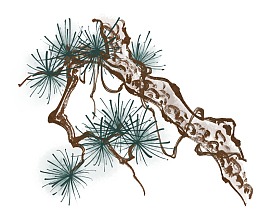 中国风水墨松树